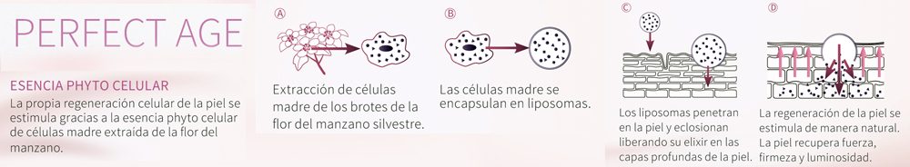 Tratamiento Perfect Age de Phyris
